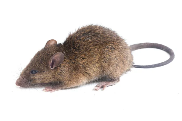 Bruine Rat Rattus Rattus Geïsoleerd Witte Achtergrond — Stockfoto