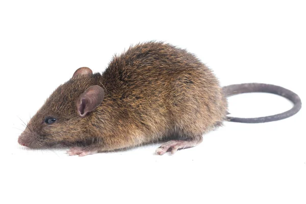 Bruine Rat Rattus Rattus Geïsoleerd Witte Achtergrond — Stockfoto