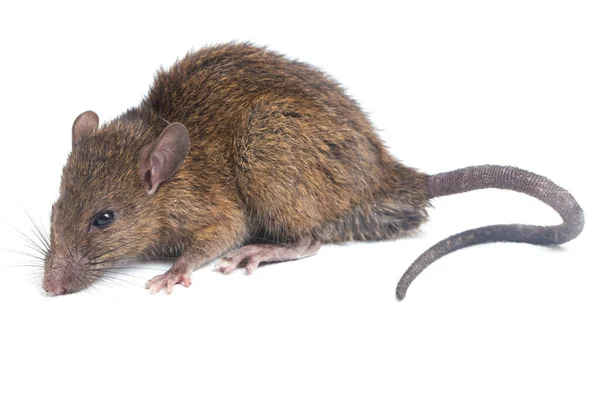 Bruine Rat Rattus Rattus Geïsoleerd Witte Achtergrond — Stockfoto