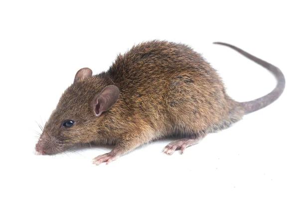 Bruine Rat Rattus Rattus Geïsoleerd Witte Achtergrond — Stockfoto