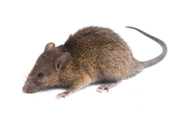 Bruine Rat Rattus Rattus Geïsoleerd Witte Achtergrond — Stockfoto