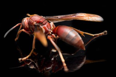 Polistes Carolina, Paper Wasp, Red Wasp siyah arka planda izole edilmiş.