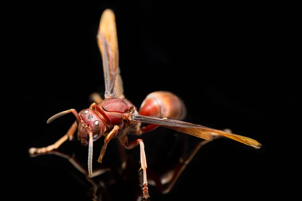 Polistes Carolina Paper Wasp Red Wasp Isolerad Svart Bakgrund — Stockfoto