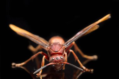 Polistes Carolina, Paper Wasp, Red Wasp siyah arka planda izole edilmiş.