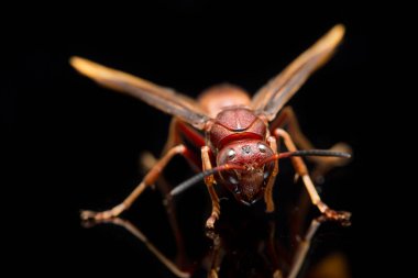 Polistes Carolina, Paper Wasp, Red Wasp siyah arka planda izole edilmiş.