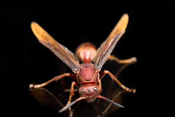 Polistes Carolina Paper Wasp Red Wasp Izolowane Czarnym Tle — Zdjęcie stockowe