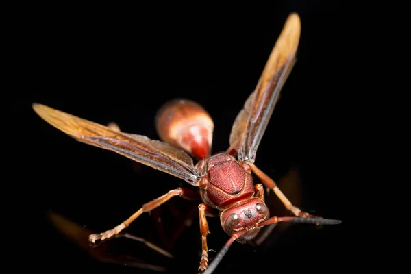 Polistes Carolina Paper Wasp Red Wasp Izolowane Czarnym Tle — Zdjęcie stockowe
