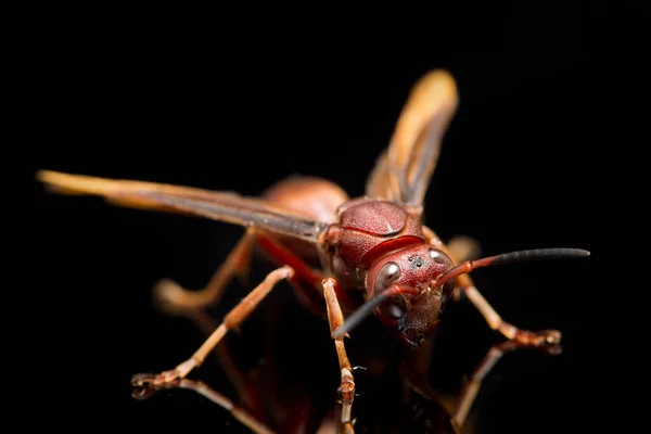 Polistes Carolina Paper Wasp Red Wasp Izolowane Czarnym Tle — Zdjęcie stockowe