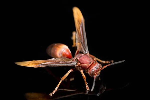 Polistes Carolina Paper Wasp Red Wasp Isolerad Svart Bakgrund — Stockfoto