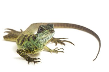 Yavru Yavru Sailfin Ejder Kertenkelesi (Hydrosaurus weberi) beyaz arka planda izole edildi