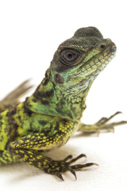 Yavru Yavru Sailfin Ejder Kertenkelesi (Hydrosaurus weberi) beyaz arka planda izole edildi