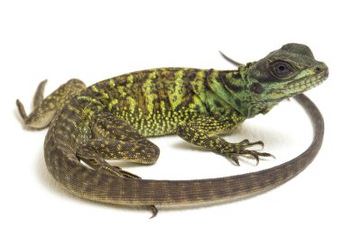 Yavru Yavru Sailfin Ejder Kertenkelesi (Hydrosaurus weberi) beyaz arka planda izole edildi