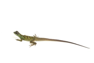 Yavru Yavru Sailfin Ejder Kertenkelesi (Hydrosaurus weberi) beyaz arka planda izole edildi