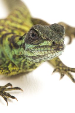 Yavru Yavru Sailfin Ejder Kertenkelesi (Hydrosaurus weberi) beyaz arka planda izole edildi