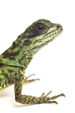 Yavru Yavru Sailfin Ejder Kertenkelesi (Hydrosaurus weberi) beyaz arka planda izole edildi