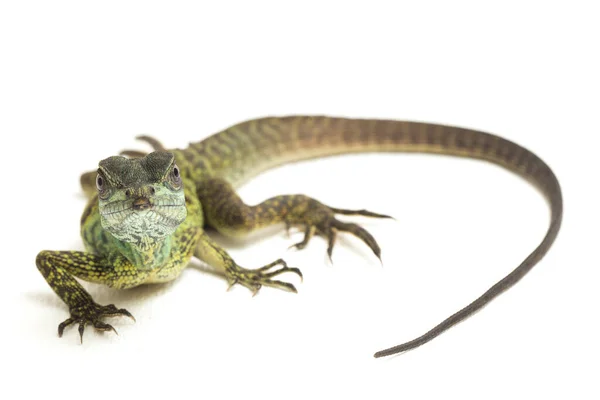 幼鱼幼龙蜥蜴 Baby Juvenile Sailfin Dragon Lizard 黄龙水龙 在白色背景下被分离 — 图库照片