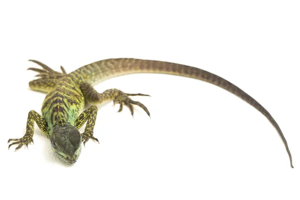 Baby Juvenile Sailfin Dragon Ještěrka Hydrosaurus Weberi Izolované Bílém Pozadí — Stock fotografie