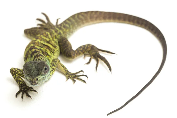 Jonge Baby Zeilvin Dragon Lizard Hydrosaurus Weberi Geïsoleerd Witte Achtergrond — Stockfoto