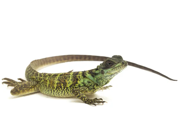 Baby Juvenile Sailfin Dragon Lizard Hydrosaurus Weberi Aislado Sobre Fondo —  Fotos de Stock