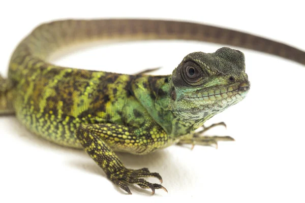 Baby Juvenile Sailfin Dragon Lizard Hydrosaurus Weberi Απομονωμένο Λευκό Φόντο — Φωτογραφία Αρχείου