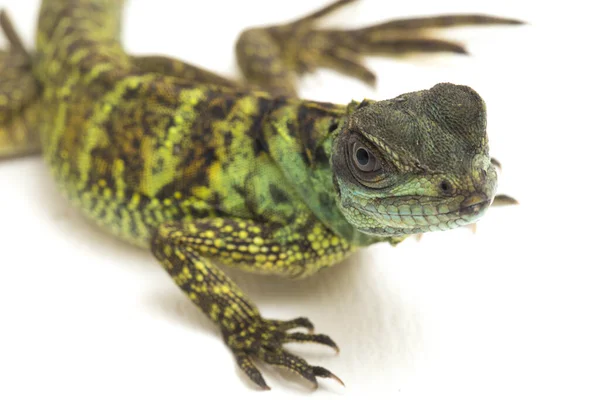 Baby Juvenile Sailfin Dragon Lizard Hydrosaurus Weberi Απομονωμένο Λευκό Φόντο — Φωτογραφία Αρχείου