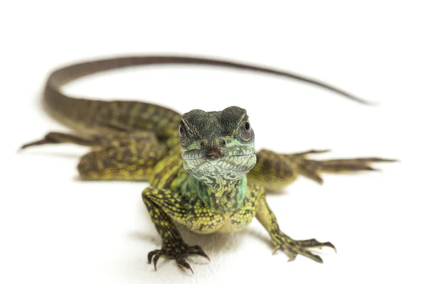 Baby Juvenile Sailfin Dragon Lizard Hydrosaurus Weberi Белом Фоне — стоковое фото