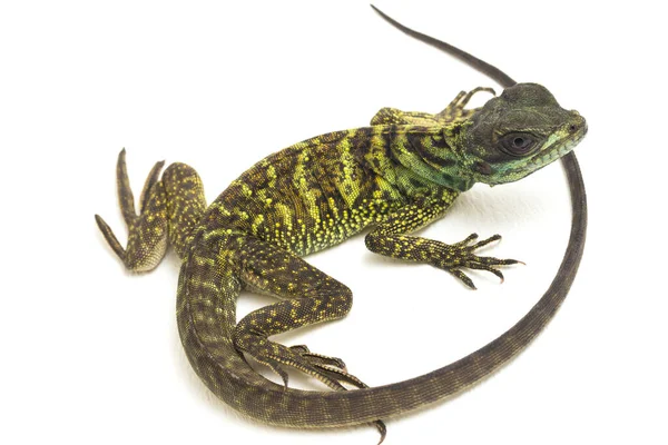 Baby Juvenile Sailfin Dragon Lizard Hydrosaurus Weberi Απομονωμένο Λευκό Φόντο — Φωτογραφία Αρχείου