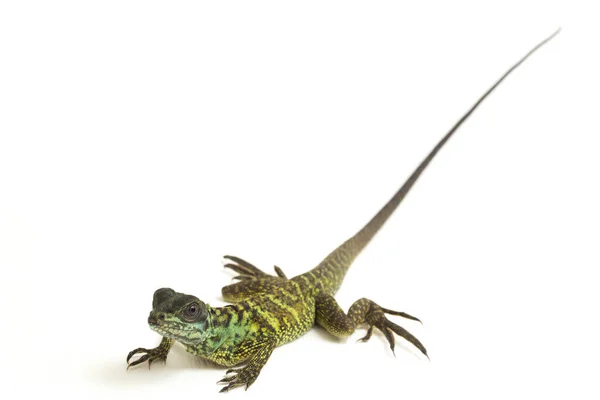 Baby Juvenile Sailfin Dragon Jaszczurka Hydrosaurus Weberi Izolowane Białym Tle — Zdjęcie stockowe