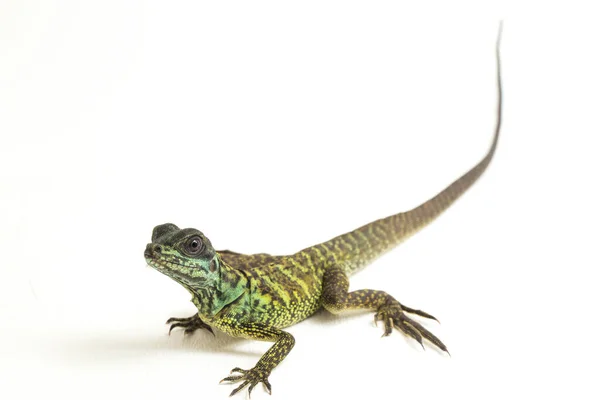 Jonge Baby Zeilvin Dragon Lizard Hydrosaurus Weberi Geïsoleerd Witte Achtergrond — Stockfoto