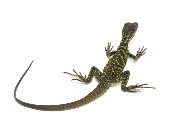 Baby Juvenile Sailfin Dragon Lizard Hydrosaurus Weberi Isolated White Background — Stock Photo, Image