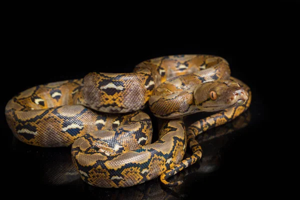 在黑色背景上隔离的网状Python Python Reticulatus — 图库照片