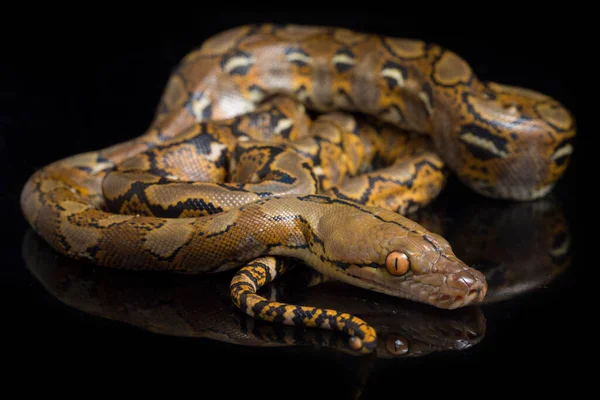 在黑色背景上隔离的网状Python Python Reticulatus — 图库照片