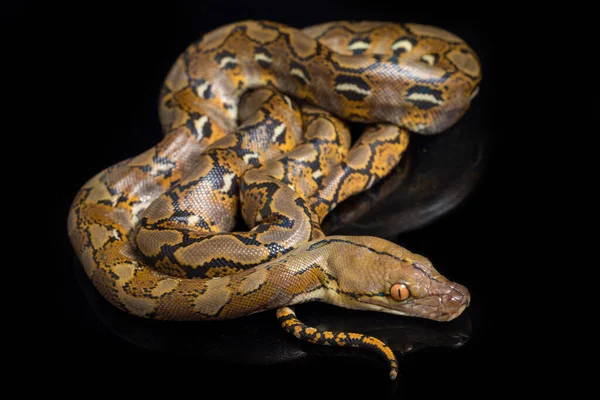 Retikulovaný Python Python Reticulatus Izolovaný Černém Pozadí — Stock fotografie