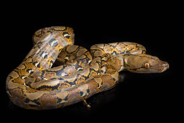 在黑色背景上隔离的网状Python Python Reticulatus — 图库照片