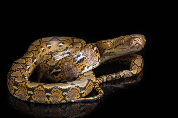 Python Reticulado Python Reticulatus Aislado Sobre Fondo Negro — Foto de Stock