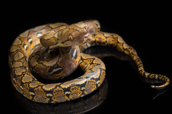 在黑色背景上隔离的网状Python Python Reticulatus — 图库照片