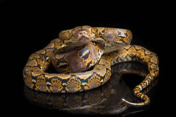 在黑色背景上隔离的网状Python Python Reticulatus — 图库照片