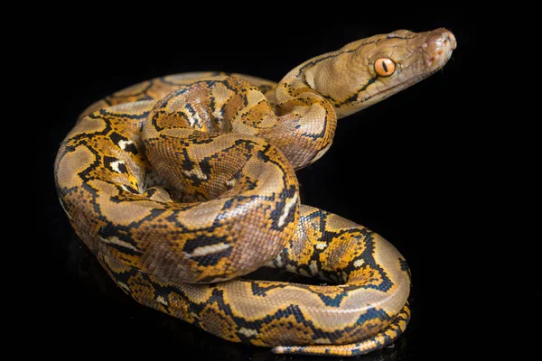 在黑色背景上隔离的网状Python Python Reticulatus — 图库照片