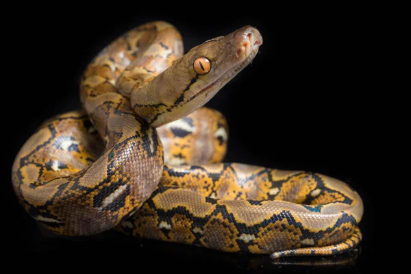 在黑色背景上隔离的网状Python Python Reticulatus — 图库照片