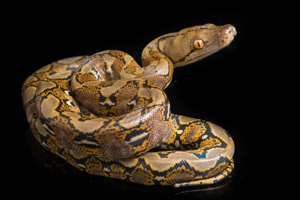 Retikulovaný Python Python Reticulatus Izolovaný Černém Pozadí — Stock fotografie