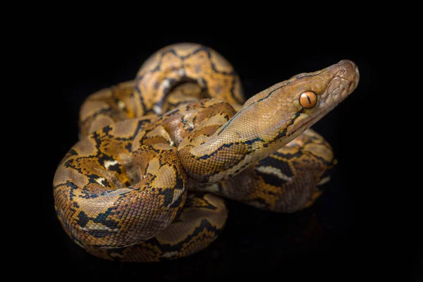 在黑色背景上隔离的网状Python Python Reticulatus — 图库照片