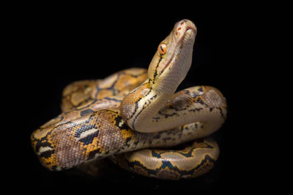 Retiküle edilmiş Python (Python reticulatus) siyah arkaplanda izole edildi.