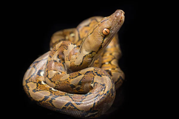 Сетчатый Python Python Reticulatus Изолирован Черном Фоне — стоковое фото