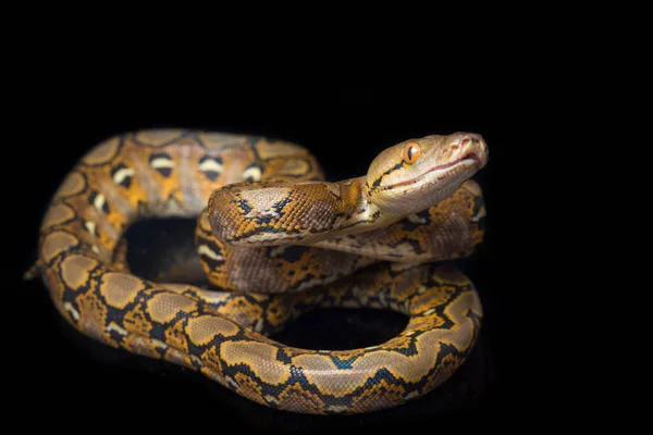 在黑色背景上隔离的网状Python Python Reticulatus — 图库照片