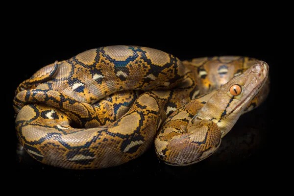 在黑色背景上隔离的网状Python Python Reticulatus — 图库照片