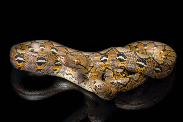 在黑色背景上隔离的网状Python Python Reticulatus — 图库照片