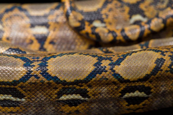 Reticulated Python Python Regramatus — 스톡 사진