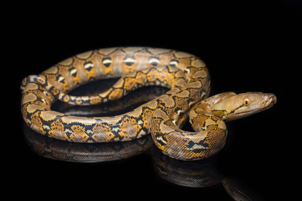 Python Siatkowy Python Reticulatus Izolowany Czarnym Tle — Zdjęcie stockowe