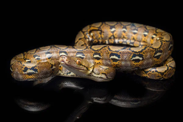 黒の背景に隔離された繰り返しPython Python Reticatus — ストック写真