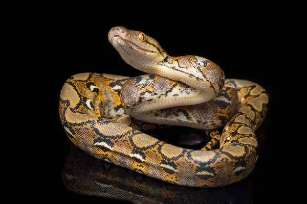 Reticulated Python Python Reticulatus Isolerad Svart Bakgrund — Stockfoto